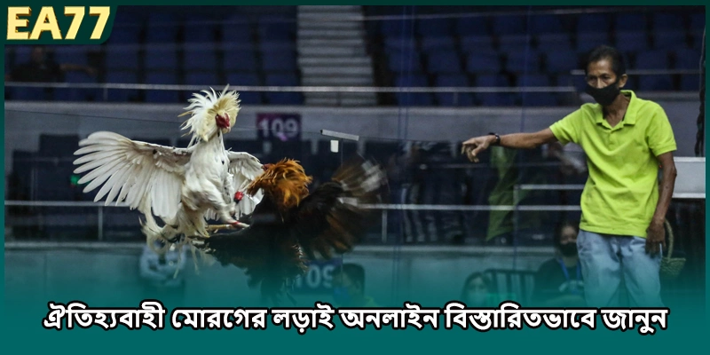(ছবি: ঐতিহ্যবাহী মোরগের লড়াই অনলাইন বিস্তারিতভাবে জানুন)