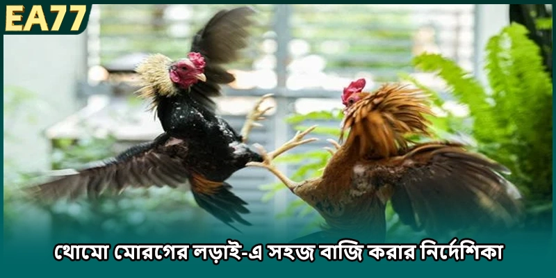 থোমো মোরগের লড়াই ডিজিটাল অংশগ্রহণ করার সরল পদ্ধতি