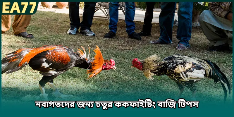 লোহার স্পার মোরগের লড়াই-এর বিশ্বস্ত মাঠ যেগুলো কভার করা হয়