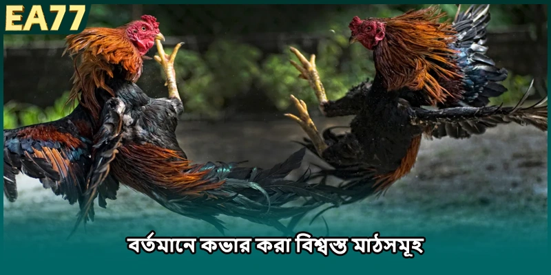 নবাগতদের জন্য কার্যকর ককফাইটিং বাজি টিপস