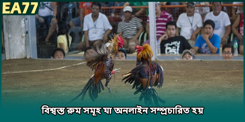 থোমো মোরগের লড়াই-এর শীর্ষস্থানীয় রুম সমূহ যা সরাসরি স্ট্রিম হয়