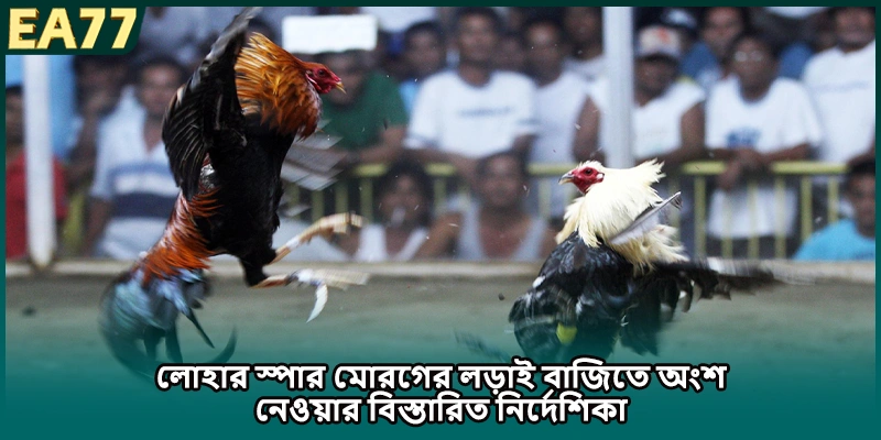 লোহার স্পার মোরগের লড়াই-এ ইলেকট্রনিকভাবে বাজি ধরার নির্দিষ্ট পদ্ধতি
