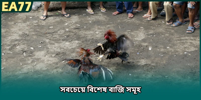 ছুরি স্পার মোরগের লড়াই-এর সর্বাধিক বিশেষ বাজি সমূহ