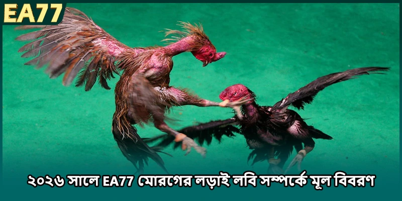  ২০২৬ সালে EA77 মোরগের লড়াই লবি সম্পর্কে মূল বিবরণ)